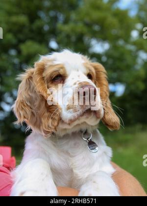 Arbeitender Clumber Spaniel Hündchen ruht in den Armen des Besitzers Stockfoto