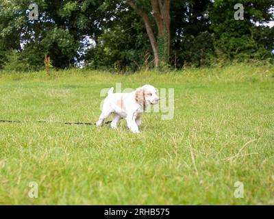 Arbeitender Clumber Spaniel Hündchen auf dem Feld auf der Trainingslinie Stockfoto