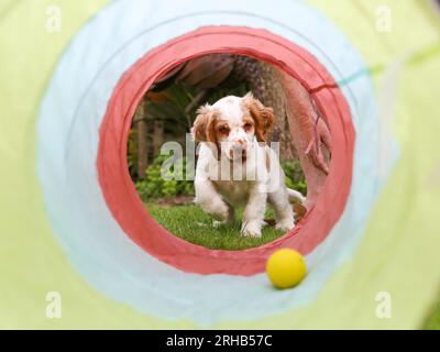 Arbeitender Clumber Spaniel Hündchen lernt im Garten mit Spielzeug zu spielen Stockfoto