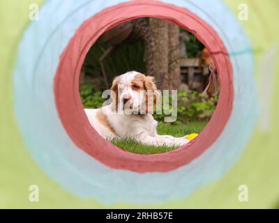 Arbeitender Clumber Spaniel Hündchen lernt im Garten mit Spielzeug zu spielen Stockfoto