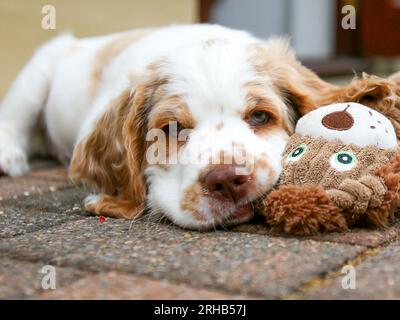 Arbeitender Clumber Spaniel Hündchen lernt im Garten mit Spielzeug zu spielen Stockfoto