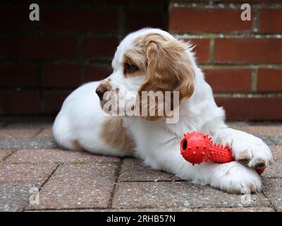 Arbeitender Clumber Spaniel Hündchen lernt im Garten mit Spielzeug zu spielen Stockfoto