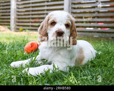 Arbeitender Clumber Spaniel Hündchen lernt im Garten mit Spielzeug zu spielen Stockfoto