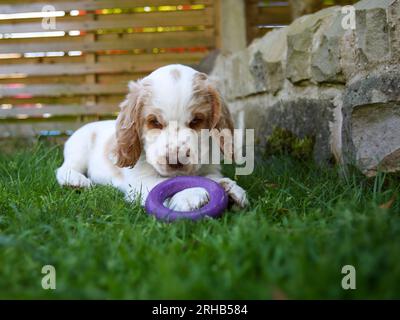 Arbeitender Clumber Spaniel Hündchen lernt im Garten mit Spielzeug zu spielen Stockfoto