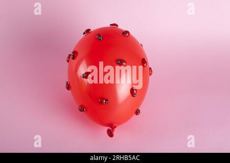 Eine Invasion zahlreicher Marienkäfer auf einem roten aufblasbaren Ballon mit rosafarbenem Hintergrund. Stillleben in minimalen Farben. Stockfoto