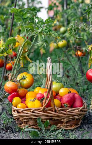 Korb voller Tomaten in der Nähe von Tomatenpflanzen. Stockfoto