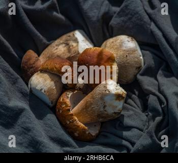 Pilze für Lebensmittel aus der Bio-Naturreinigung im Freien von frischen heißen Sommerbergen Stockfoto