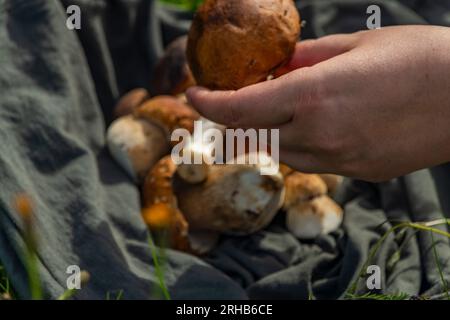 Pilze für Lebensmittel aus der Bio-Naturreinigung im Freien von frischen heißen Sommerbergen Stockfoto