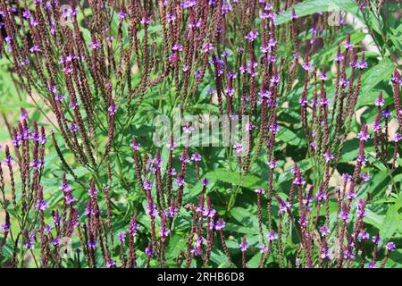 Blütenspitzen aus blauem Eisenkraut (Verbena hastata) Stockfoto