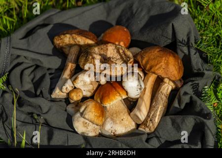 Pilze für Lebensmittel aus der Bio-Naturreinigung im Freien von frischen heißen Sommerbergen Stockfoto