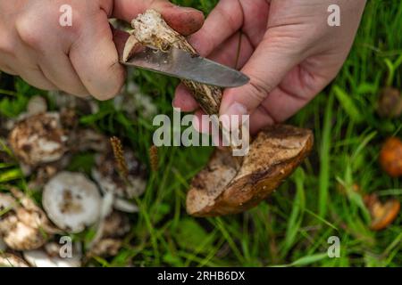 Pilze für Lebensmittel aus der Bio-Naturreinigung im Freien von frischen heißen Sommerbergen Stockfoto