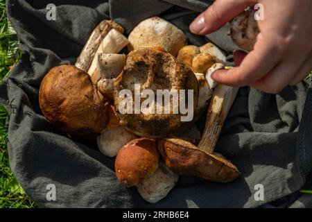 Pilze für Lebensmittel aus der Bio-Naturreinigung im Freien von frischen heißen Sommerbergen Stockfoto