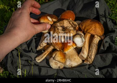 Pilze für Lebensmittel aus der Bio-Naturreinigung im Freien von frischen heißen Sommerbergen Stockfoto