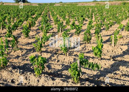 Jeunes pieds de vigne dans le vignoble de Saint-Emilion. Renouvellement de la vigne après arrachage des pieds de vigne trop vieux. Produktion de Vin r Stockfoto