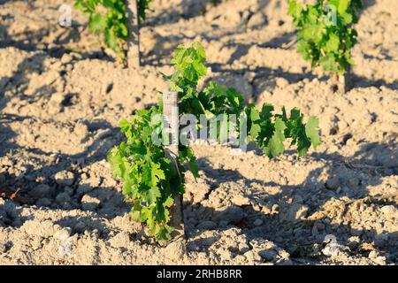 Jeunes pieds de vigne dans le vignoble de Saint-Emilion. Renouvellement de la vigne après arrachage des pieds de vigne trop vieux. Produktion de Vin r Stockfoto