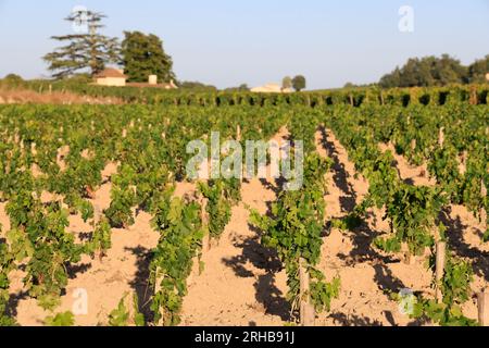 Jeunes pieds de vigne dans le vignoble de Saint-Emilion. Renouvellement de la vigne après arrachage des pieds de vigne trop vieux. Produktion de Vin r Stockfoto