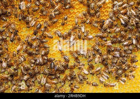 Bienen Summen auf Honeycomb Frames: A Hive's Sweet Symphony Stockfoto