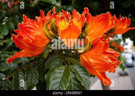 Espectaculares flores del tulipán africano, Spathodea campanulata, muy Común en las Islas Canarias, Santa Brígida, Gran Canaria, España Stockfoto