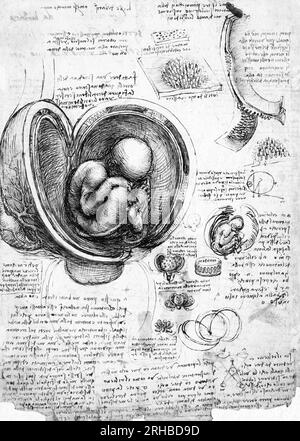 Leonardo da Vincis Studien über den Fötus im Gebärmutterbild. Original aus Wikimedia Commons. Stockfoto