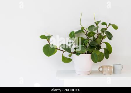 Peperomia (P. magnoliifolia) Topfpflanze, auch bekannt als Radiator Plant und Desert Privet Plant, mit tief faltigen, dunkelgrünen Blättern, in einem rosa p Stockfoto