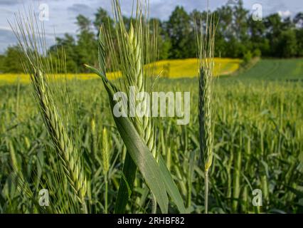 Saftige, frische Ohren von jungen grünen Weizen auf der Natur im Nahbereich des Sommerfeldes. Reife Ähren des Weizenfeldes. Saftige grüne Weizenernte. Bild Weizenfeld. Stockfoto