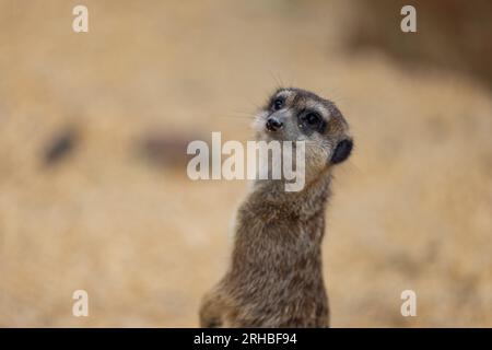 So viele süße Erdmännchen an einem Ort. Sie laufen und spielen zusammen im Sand. Ein weiterer Erdmännchen steht und sucht nach einigen gefährlichen. Stockfoto