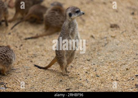 So viele süße Erdmännchen an einem Ort. Sie laufen und spielen zusammen im Sand. Ein weiterer Erdmännchen steht und sucht nach einigen gefährlichen. Stockfoto