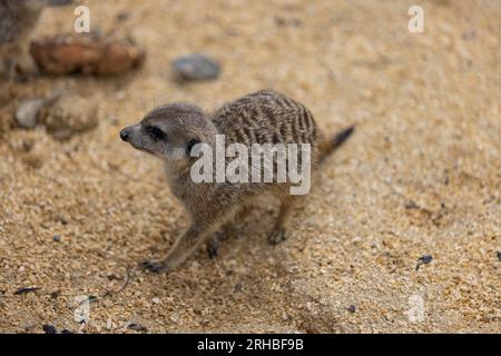 So viele süße Erdmännchen an einem Ort. Sie laufen und spielen zusammen im Sand. Ein weiterer Erdmännchen steht und sucht nach einigen gefährlichen. Stockfoto