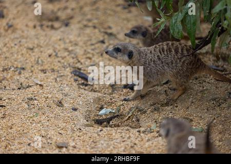 Super süße Erdmännchen, die sich nach gefährlichen Tieren in freier Wildbahn umsehen. Erstaunliche süße Erdmännchen in der Natur suchen nach Essen. Stockfoto