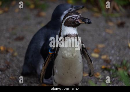 Einige wirklich süße Pinguine spielen zusammen und laufen durch den Park. Eine wunderbare Pinguin-Familie, die sich anschaut und etwas Essen sucht. Stockfoto