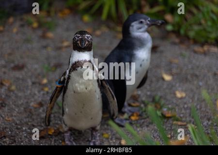 Einige wirklich süße Pinguine spielen zusammen und laufen durch den Park. Eine wunderbare Pinguin-Familie, die sich anschaut und etwas Essen sucht. Stockfoto