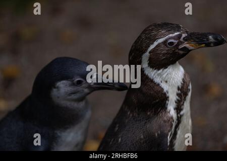 Einige wirklich süße Pinguine spielen zusammen und laufen durch den Park. Eine wunderbare Pinguin-Familie, die sich anschaut und etwas Essen sucht. Stockfoto