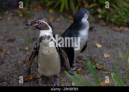 Einige wirklich süße Pinguine spielen zusammen und laufen durch den Park. Eine wunderbare Pinguin-Familie, die sich anschaut und etwas Essen sucht. Stockfoto