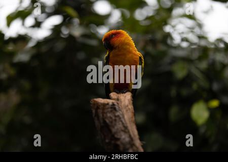 Erstaunlich bunte Papageien sitzen auf einem Baum und chillen. Wundervolle Farben wie Orange, Blau, Gelb, weiß und Grün in diesem Vogel. Stockfoto