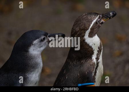 Einige wirklich süße Pinguine spielen zusammen und laufen durch den Park. Eine wunderbare Pinguin-Familie, die sich anschaut und etwas Essen sucht. Stockfoto