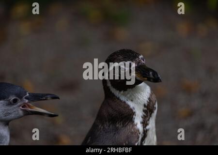 Einige wirklich süße Pinguine spielen zusammen und laufen durch den Park. Eine wunderbare Pinguin-Familie, die sich anschaut und etwas Essen sucht. Stockfoto