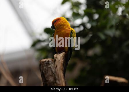 Erstaunlich bunte Papageien sitzen auf einem Baum und chillen. Wundervolle Farben wie Orange, Blau, Gelb, weiß und Grün in diesem Vogel. Stockfoto