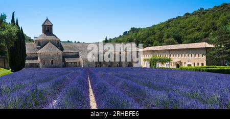 Lavendelreihen vor der Abtei von Sénanque. Gordes, Vaucluse, Provence-Alpes-Côte d’Azur, Frankreich. Stockfoto
