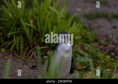 Einige wirklich süße Pinguine spielen zusammen und laufen durch den Park. Eine wunderbare Pinguin-Familie, die sich anschaut und etwas Essen sucht. Stockfoto