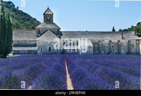 Lavendelreihen vor der Abtei von Sénanque. Gordes, Vaucluse, Provence-Alpes-Côte d’Azur, Frankreich. Stockfoto