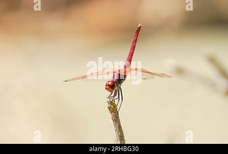 Breite Scharlach, gemeinsame Scarlet-Darter, scharlachrote Darter, Crocothemis Saccharopolyspora, Libelle, Andalusien, Spanien. Stockfoto