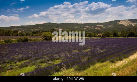 Lavendelfeld in Rustrel. Vaucluse, Provence, Frankreich Stockfoto