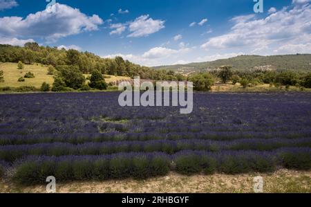 Lavendelfeld in Rustrel. Vaucluse, Provence, Frankreich Stockfoto