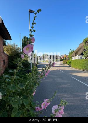 Brüste, die am Straßenrand wachsen, in einem Dorf, Nordby, Samsoe, Jütland, Dänemark Stockfoto