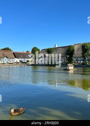 Enten schwimmen in einem Dorfteich mit Entenhaus, Nordby, Samsoe, Jütland, Dänemark Stockfoto