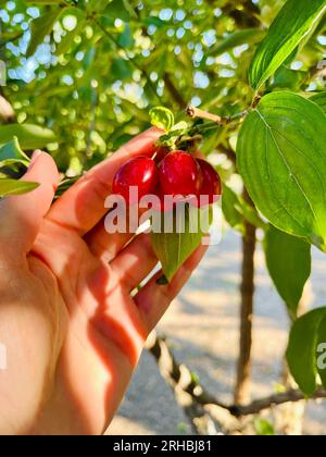 Nahaufnahme einer Frau, die nach reifer Hundelholzfrucht greift, die im Sommer in Bulgarien auf einem Baum wächst Stockfoto