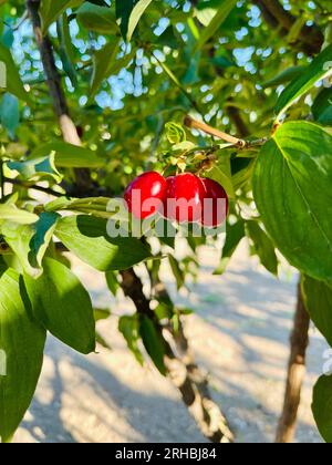 Nahaufnahme reifer Dornholzfrucht, die im Sommer in Bulgarien auf einem Baum wächst Stockfoto