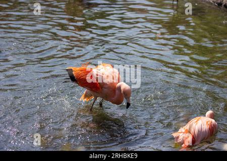 Drei der sechs Arten von Flamingos kommen in gemäßigten bis tropischen Regionen der Welt vor. Die anderen drei Arten gedeihen überraschend kalt. Stockfoto