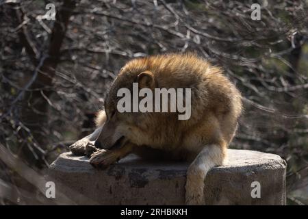 Ein Wolf lauert auf einem Baumstamm auf der Jagd und wartet darauf, dass die Beute vorbeizieht. Ein schönes, aber gefährliches Raubtier. Ein Packtier und selten ein Einzelgänger. Stockfoto