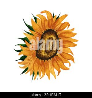 Helle, wässrige Sonnenblume isoliert auf weißem Hintergrund. Handgezeichnete botanische Illustration. Für Postkarten, Grußkarten, Logos, Hintergrund, Muster. Stockfoto